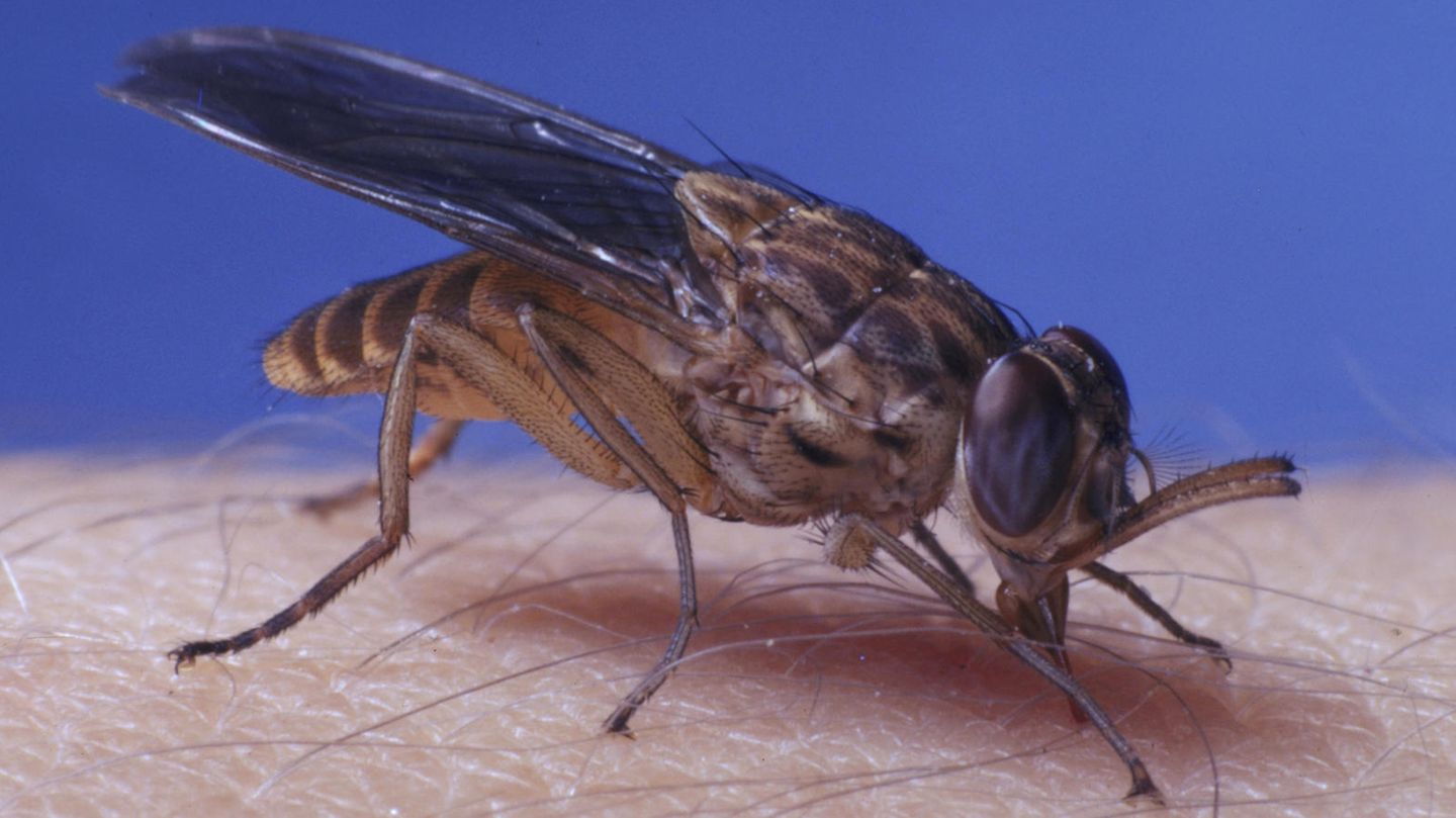 Eine – unter anderem die Schlafkrankheit übertragende – Tsetse-Fliege
