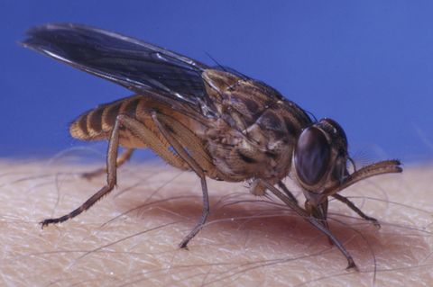 Eine – unter anderem die Schlafkrankheit übertragende – Tsetse-Fliege
