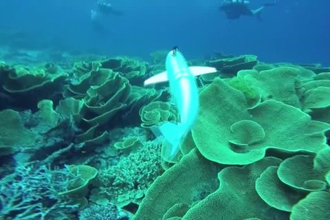 Video: Roboterfisch soll bei Meeresforschung helfen