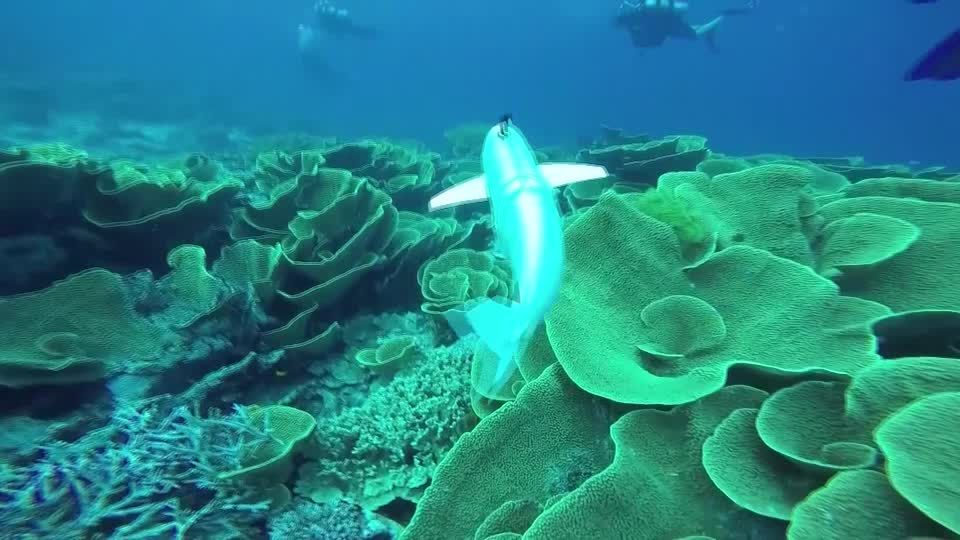 Video: Roboterfisch soll bei Meeresforschung helfen