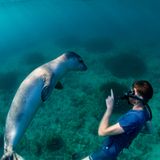 Eine natürliche Meeresumgebung für die Unterwasser-Hochzeit bietet dagegen die griechische Insel Alonissos. Die Sporaden-Insel will sich mit dem Angebot ein weiteres Standbein aufbauen. Bürgermeister Petros Vafinis sagte neulich gegenüber der griechischen Nachrichtenagentur APE-MPE, dass die dafür erforderliche Tauchausrüstung und der Tauchunterricht für die Brautpaare kostenlos von den Tauchzentren zur Verfügung gestellt würden. Zu den Attraktionen zählt wie auf Yucatán ein Unterwassermuseum. Hier finden sich Schiffswracks etwa aus dem 4. und 5. Jahrhundert vor Christus sowie aus der byzantinischen Zeit. Der Nationale Meerespark, welcher neben Alonissos mehrere kleinere Inseln sowie gut 20 Felseninseln umfasst, ist Schutzgebiet für die Mittelmeer-Mönchsrobbe Monachus-Monachus – mit etwas Glück lassen sich die Tiere im Meer oder sogar beim Sonnenbaden an Stränden der Insel beobachten.