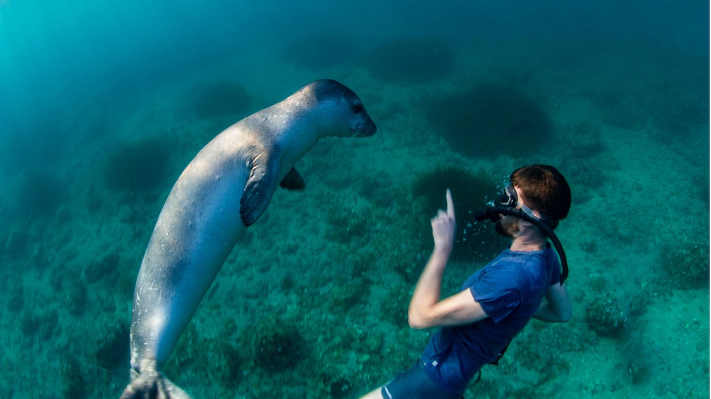 Außergewöhnliche Hochzeitsorte: Eine natürliche Meeresumgebung für die Unterwasser-Hochzeit bietet dagegen die griechische Insel Alonissos. Die Sporaden-Insel will sich mit dem Angebot ein weiteres Standbein aufbauen. Bürgermeister Petros Vafinis sagte neulich gegenüber der griechischen Nachrichtenagentur APE-MPE, dass die dafür erforderliche Tauchausrüstung und der Tauchunterricht für die Brautpaare kostenlos von den Tauchzentren zur Verfügung gestellt würden. Zu den Attraktionen zählt wie auf Yucatán ein Unterwassermuseum. Hier finden sich Schiffswracks etwa aus dem 4. und 5. Jahrhundert vor Christus sowie aus der byzantinischen Zeit. Der Nationale Meerespark, welcher neben Alonissos mehrere kleinere Inseln sowie gut 20 Felseninseln umfasst, ist Schutzgebiet für die Mittelmeer-Mönchsrobbe Monachus-Monachus – mit etwas Glück lassen sich die Tiere im Meer oder sogar beim Sonnenbaden an Stränden der Insel beobachten. Eine natürliche Meeresumgebung für die Unterwasser-Hochzeit bietet dagegen die griechische Insel Alonissos. Die Sporaden-Insel will sich mit dem Angebot ein weiteres Standbein aufbauen. Bürgermeister Petros Vafinis sagte neulich gegenüber der griechischen Nachrichtenagentur APE-MPE, dass die dafür erforderliche Tauchausrüstung und der Tauchunterricht für die Brautpaare kostenlos von den Tauchzentren zur Verfügung gestellt würden. Zu den Attraktionen zählt wie auf Yucatán ein Unterwassermuseum. Hier finden sich Schiffswracks etwa aus dem 4. und 5. Jahrhundert vor Christus sowie aus der byzantinischen Zeit. Der Nationale Meerespark, welcher neben Alonissos mehrere kleinere Inseln sowie gut 20 Felseninseln umfasst, ist Schutzgebiet für die Mittelmeer-Mönchsrobbe Monachus-Monachus – mit etwas Glück lassen sich die Tiere im Meer oder sogar beim Sonnenbaden an Stränden der Insel beobachten.