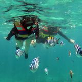 Wer fast am anderen Ende der Welt unter Wasser seine Trauung abhalten möchte, der kann dies auf Bali tun. Auf der beliebten indonesischen Ferieninsel in der Javasee treffen Taucher auf eine artenreiche Unterwasserwelt, in der man neben farbenfrohen Korallenriffen Schildkröten, exotische Fische sowie Riffhaie sehen kann. Unter anderem bietet das Tauchzentrum "Diving-Indo" Unterwasser-Hochzeiten an. (Das Bild zeigt zwei Taucher vor der Küste von Bali)