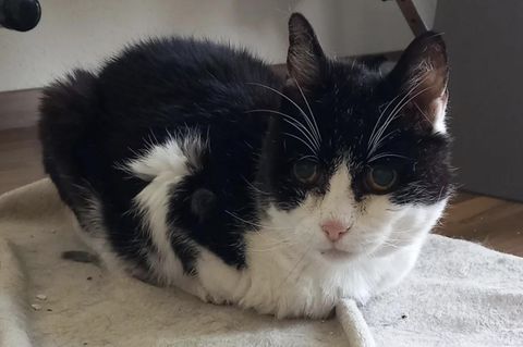 Angeblich älteste Katze der Welt