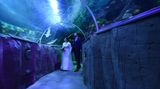 Brautpaare, die in einer Meeresumgebung heiraten wollen, sich aber nicht selbst ins Wasser begeben möchten, können das im "Sea Life" Timmendorfer Strand bei Lübeck tun. Die standesamtliche Trauung findet im Glastunnel statt, von wo aus man unter anderem tropische Fische, Meeresschildkröten und Schwarzspitzenriffhaie aus nächster Nähe beobachten kann. Hier finden bis zu fünf Personen Platz. Vor der Panoramascheibe des Aquariums ist Platz für circa 20 Personen. Nach dem Ja-Wort ist ein Sektempfang möglich. Außerdem besteht die Möglichkeit für Fotos. Interessierte sollten jedoch beachten: Buchungen sind ausschließlich von Januar bis April sowie von Oktober bis Dezember jeweils montags bis donnerstags um 9 Uhr möglich. Um 10 Uhr öffnet der Bereich dann für jedermann.