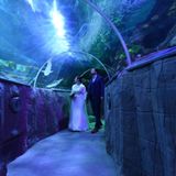 Brautpaare, die in einer Meeresumgebung heiraten wollen, sich aber nicht selbst ins Wasser begeben möchten, können das im "Sea Life" Timmendorfer Strand bei Lübeck tun. Die standesamtliche Trauung findet im Glastunnel statt, von wo aus man unter anderem tropische Fische, Meeresschildkröten und Schwarzspitzenriffhaie aus nächster Nähe beobachten kann. Hier finden bis zu fünf Personen Platz. Vor der Panoramascheibe des Aquariums ist Platz für circa 20 Personen. Nach dem Ja-Wort ist ein Sektempfang möglich. Außerdem besteht die Möglichkeit für Fotos. Interessierte sollten jedoch beachten: Buchungen sind ausschließlich von Januar bis April sowie von Oktober bis Dezember jeweils montags bis donnerstags um 9 Uhr möglich. Um 10 Uhr öffnet der Bereich dann für jedermann.