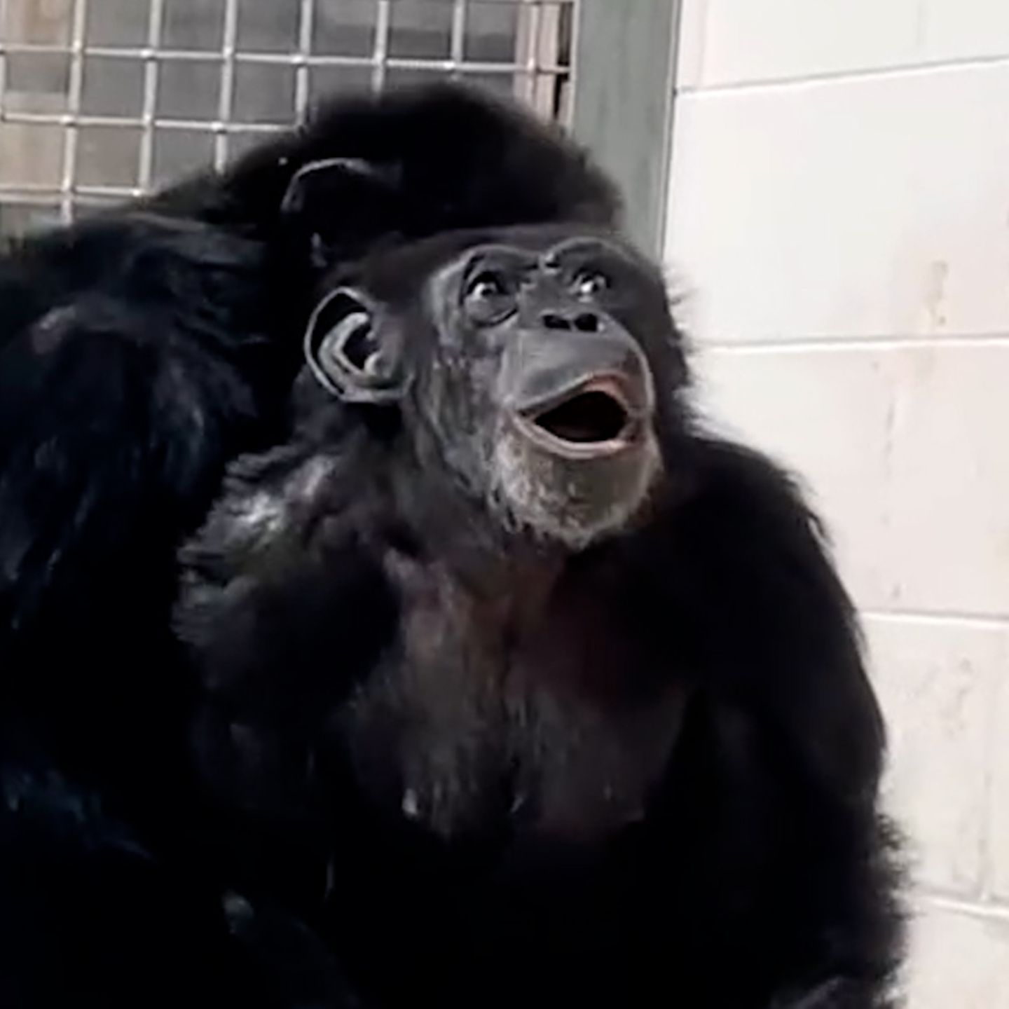 28 Jahren sieht nach zum ersten Schimpansin Himmel Mal den