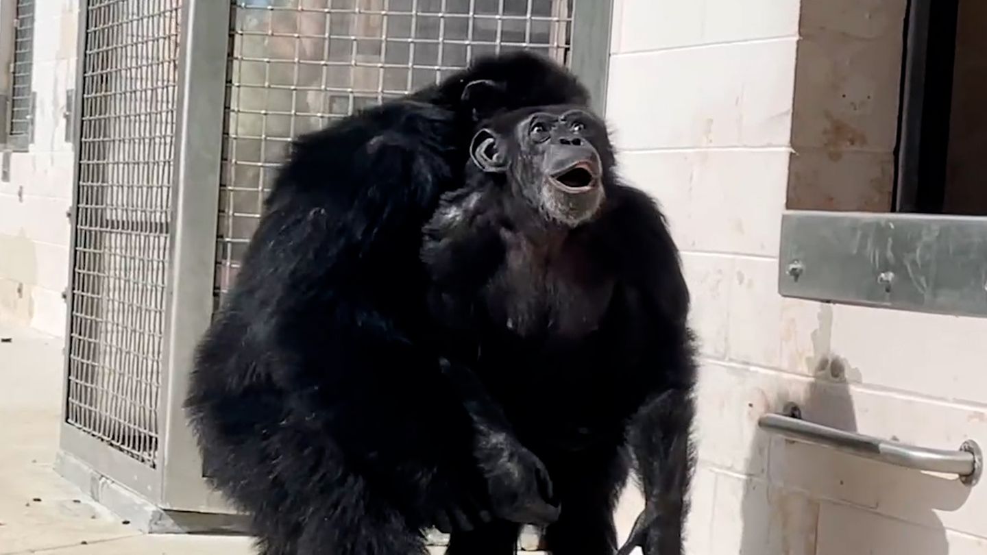 Bewegendes Video: Schimpansin sieht nach 28 Jahren zum ersten Mal den Himmel