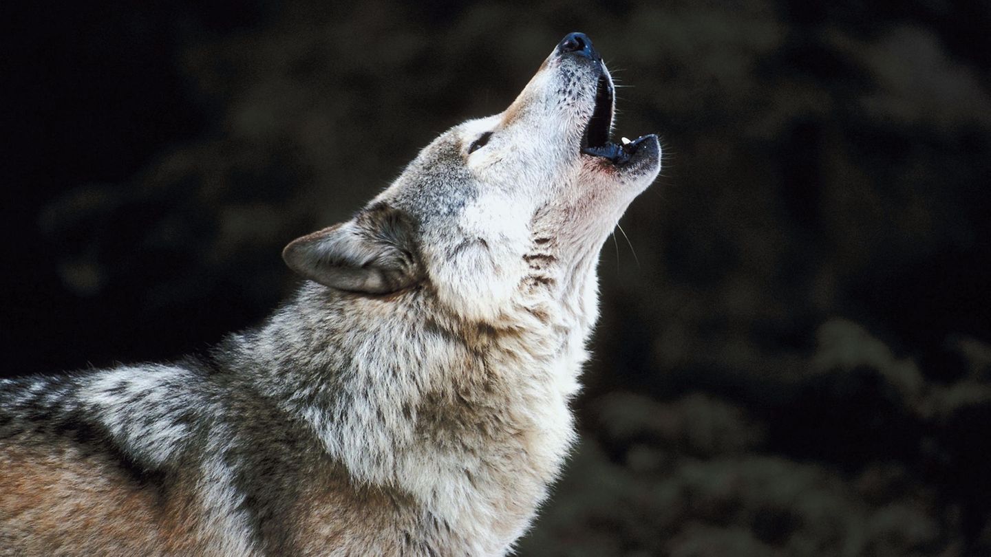 Heulender Wolf