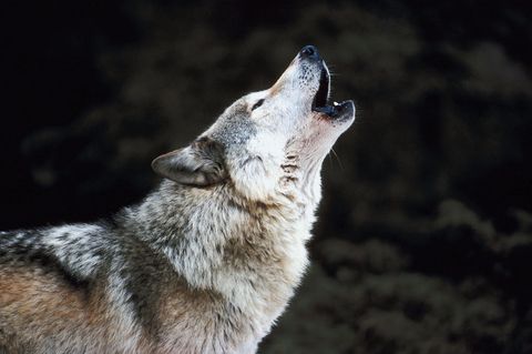Heulender Wolf