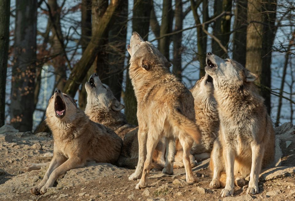 Wolfsrudel