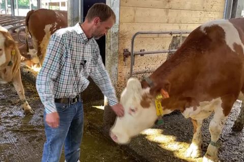 Video: Kuh-les Projekt: wie kann der Methan-Ausstoß bei Kühen reduziert werden?