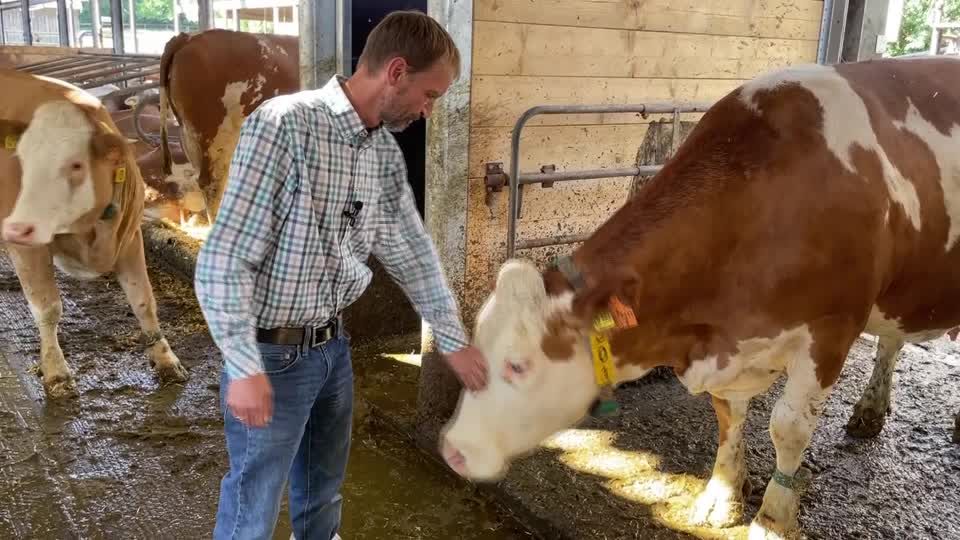 Video: Kuh-les Projekt: wie kann der Methan-Ausstoß bei Kühen reduziert werden?