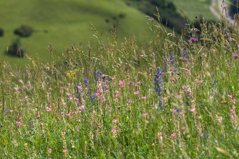 Wiesen mit bunten Blumen