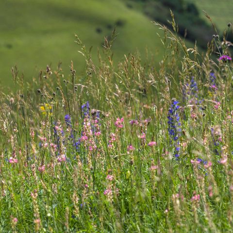 Wiesen mit bunten Blumen