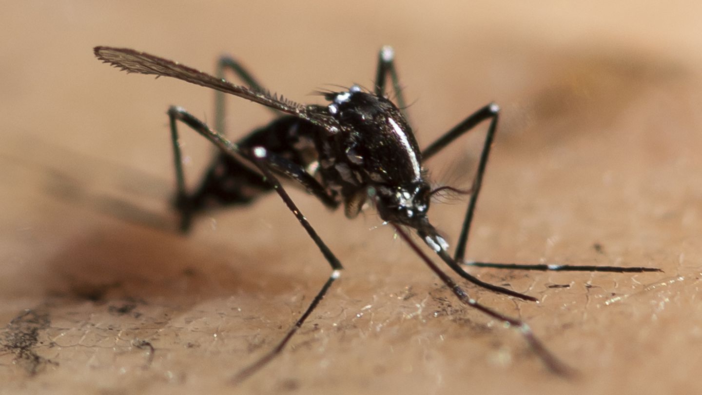 Tiger mosquito on the way north: you should know that