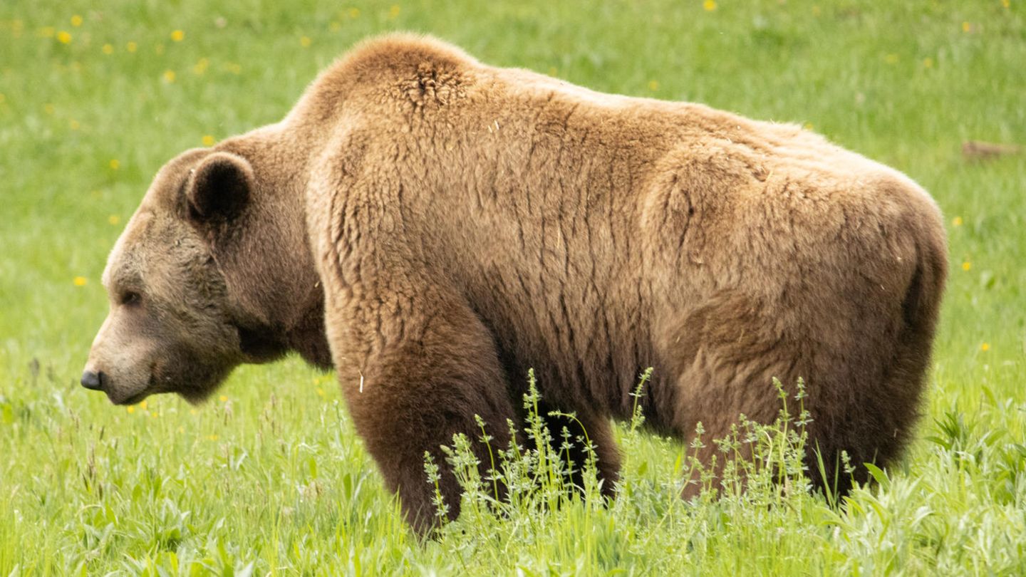 Ein Braunbär im Bärenwald Müritz