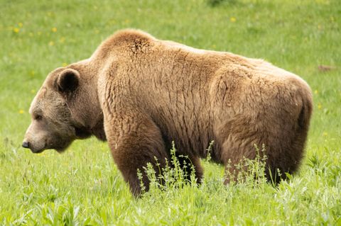 Ein Braunbär im Bärenwald Müritz