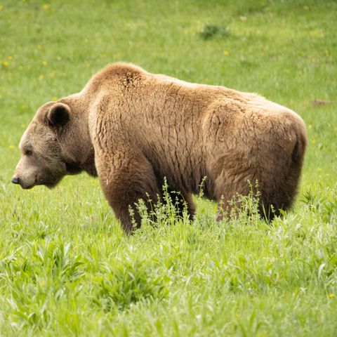 Ein Braunbär im Bärenwald Müritz
