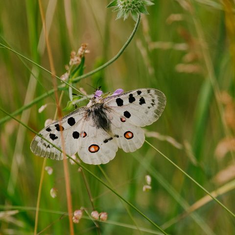Apollofalter auf Blume