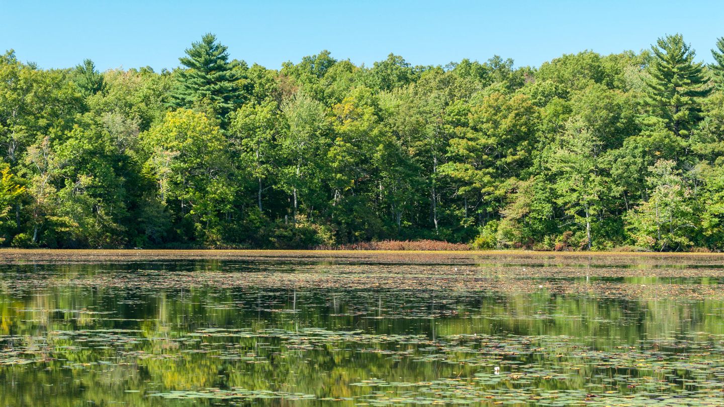 Der Waldrand spiegelt sich in einem See im Borderland State Park, Massachussetts, USA