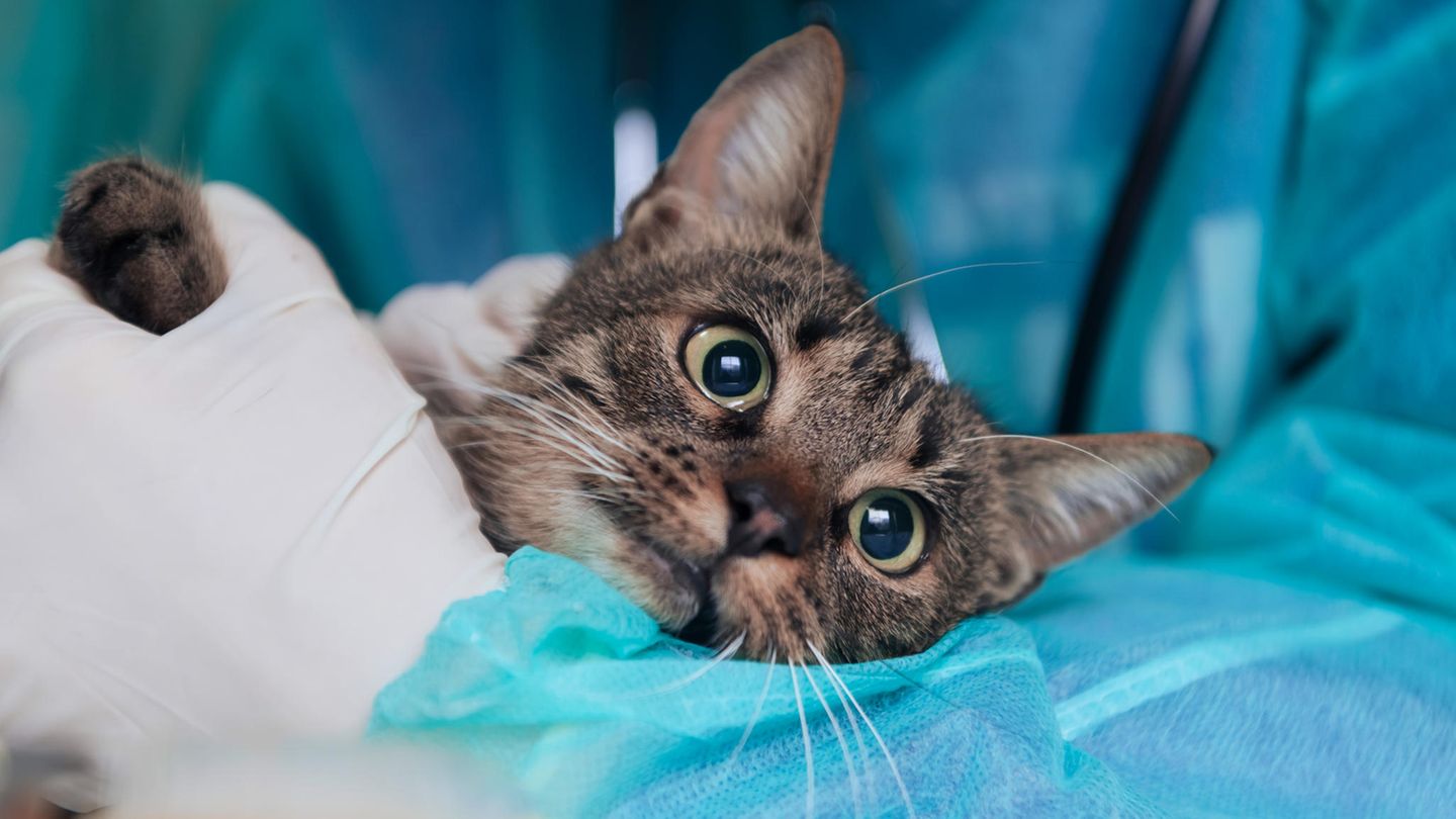 Katze in den Händen eines Tierarztes