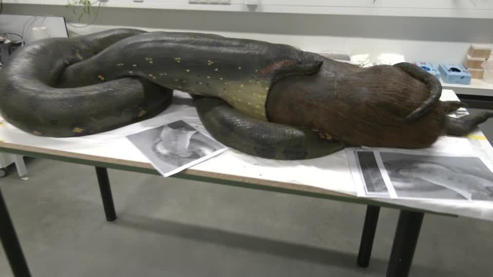 Video: Anakonda soll wieder fit gemacht werden