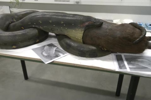 Video: Anakonda soll wieder fit gemacht werden