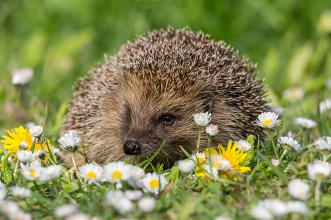 Ein Europäischer Igel liegt auf einer Wiese zwischen Gänseblümchen.