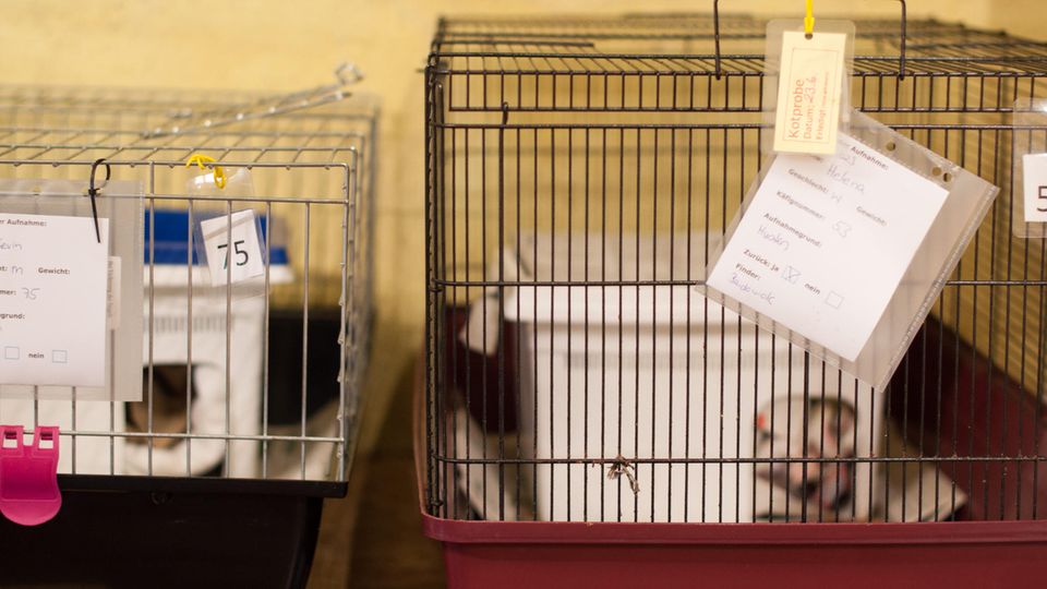 Zwei Kleintierboxen stehen nebeneinander. In ihnen leben der Igel, während sie