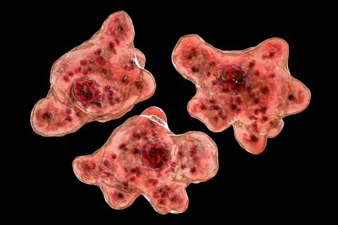 Erreger Naegleria fowleri