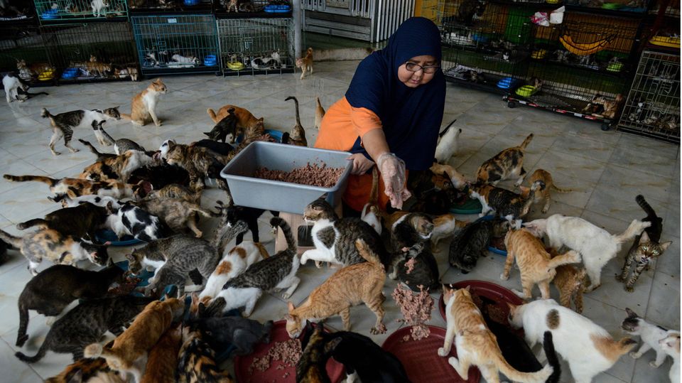 Eine Frau füttert Dutzende bunter Katzen