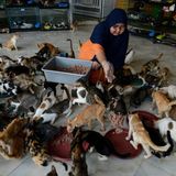 Eine Frau füttert Dutzende bunter Katzen