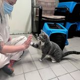 Eine Katze gibt einem Mensch die Pfote