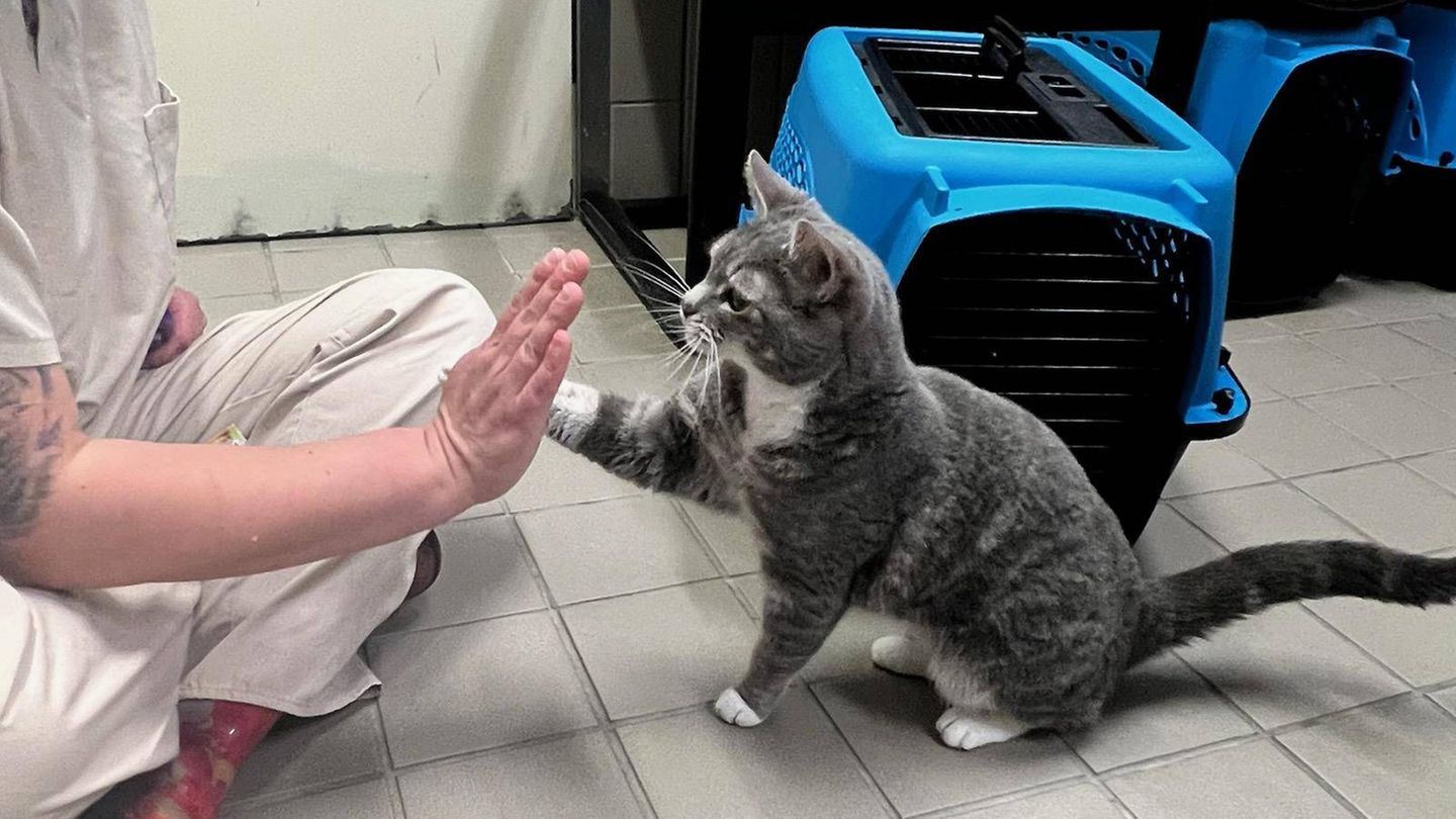 Eine Katze gibt einem Mensch die Pfote
