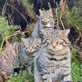 Drei getigerte Wildkatzen sitzen im Grünen