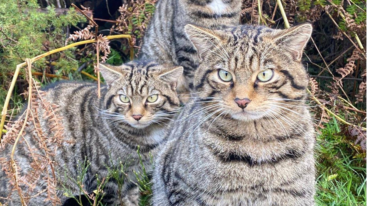 Drei getigerte Wildkatzen sitzen im Grünen