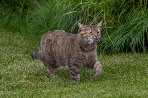 Eine Katze trägt eine frisch gefangene Maus im Maul