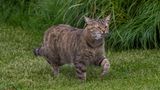 Eine Katze trägt eine frisch gefangene Maus im Maul
