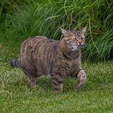 Eine Katze trägt eine frisch gefangene Maus im Maul