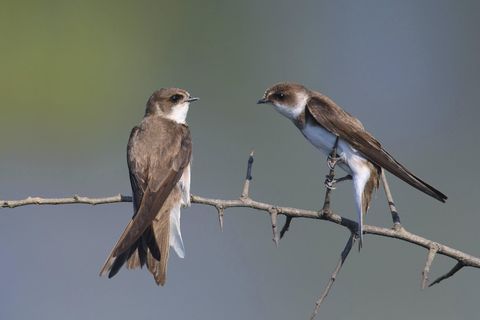 Zwei Vögel (Schwalben) auf einem Ast