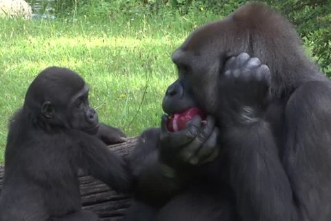 Video: Auch für Zootiere gilt: So heiß - ein Eis!