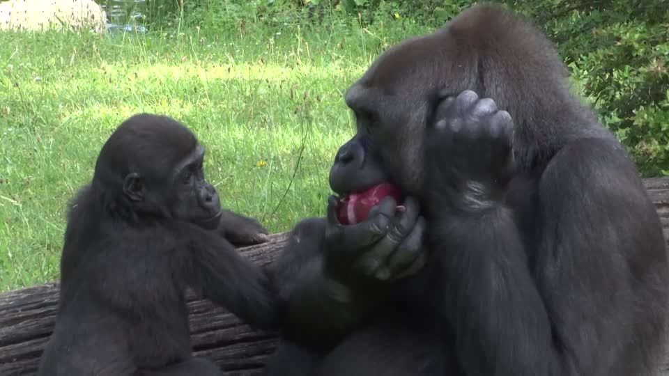 Video: Auch für Zootiere gilt: So heiß - ein Eis!