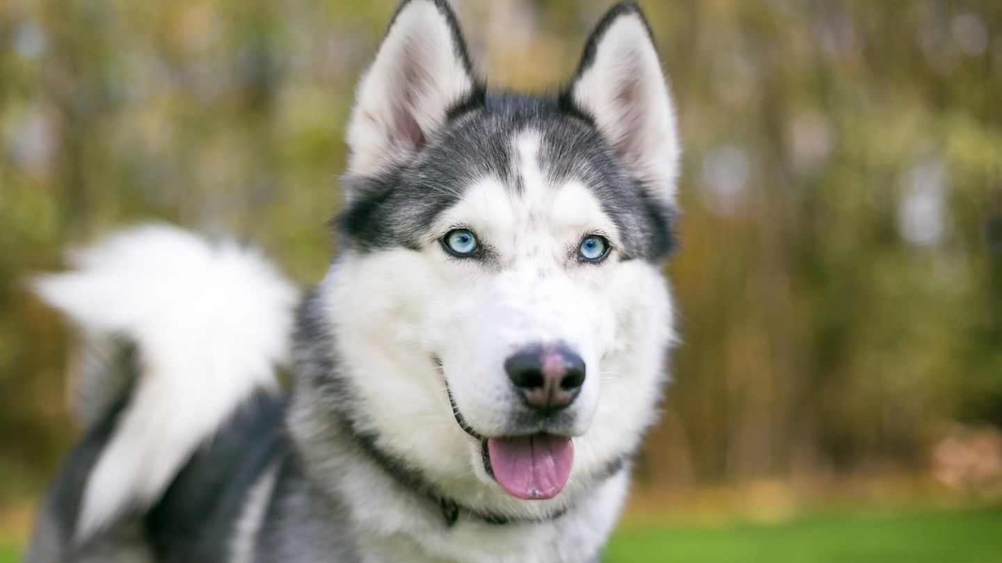 Husky