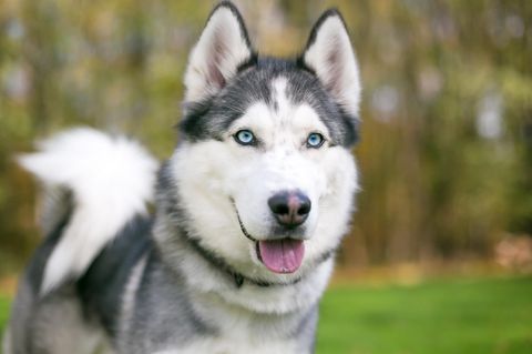 Husky