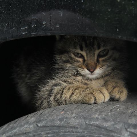 Eine Katze sitzt auf einem Autoreifen