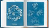 Im Oktober 1843 nahm die britische Botanikerin Anna Atkins ein ambitioniertes Vorhaben in Angriff: die Aufnahme von fotografischen Eindrücken aller britischen Algae und Confervae. Hier zu sehen: Chylocladia ovalis und Gigartina acicularis.
