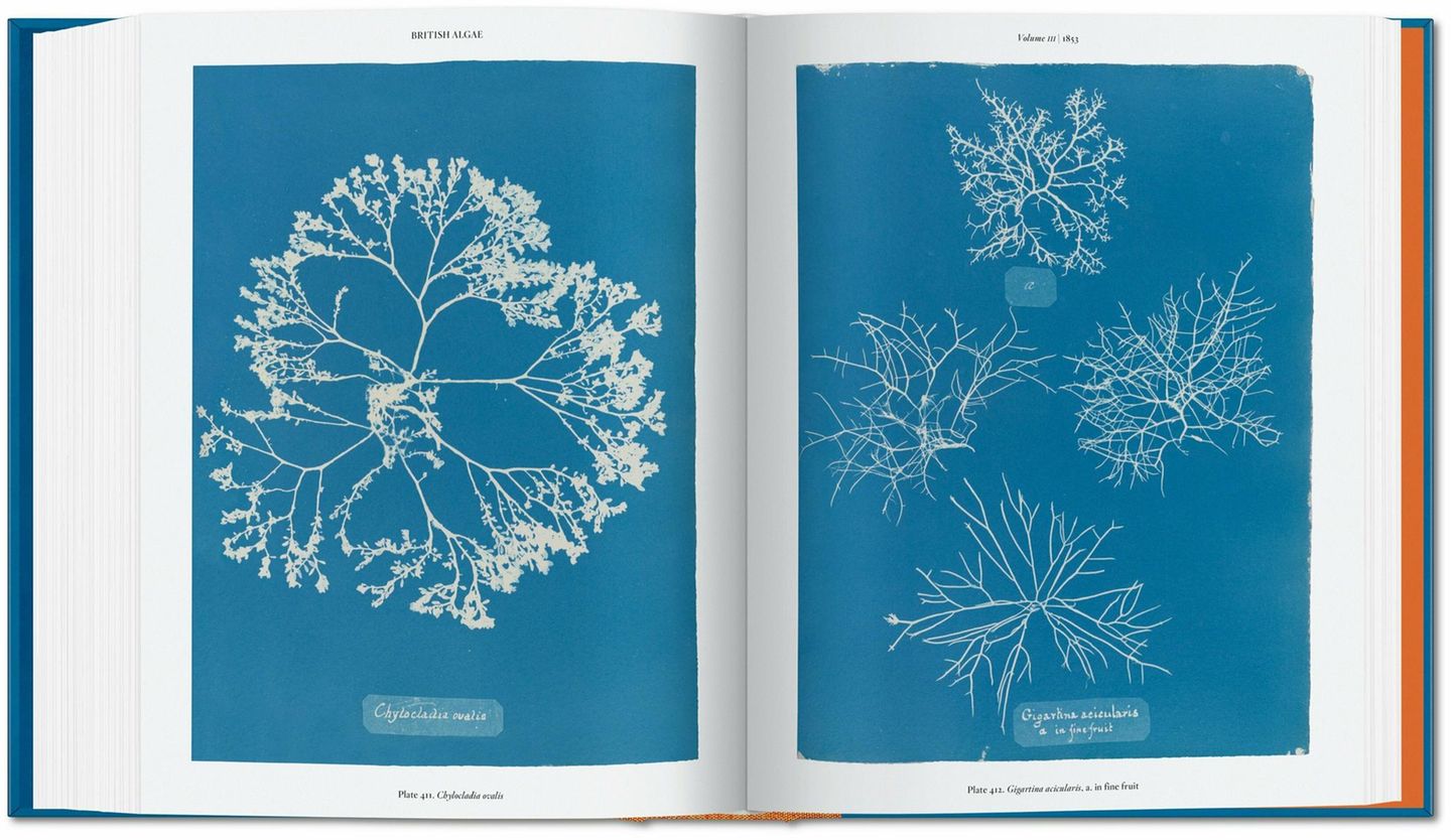 Im Oktober 1843 nahm die britische Botanikerin Anna Atkins ein ambitioniertes Vorhaben in Angriff: die Aufnahme von fotografischen Eindrücken aller britischen Algae und Confervae. Hier zu sehen: Chylocladia ovalis und Gigartina acicularis.