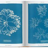Im Oktober 1843 nahm die britische Botanikerin Anna Atkins ein ambitioniertes Vorhaben in Angriff: die Aufnahme von fotografischen Eindrücken aller britischen Algae und Confervae. Hier zu sehen: Chylocladia ovalis und Gigartina acicularis.