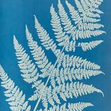 Ein Großteil der Pflanzen, die im Album British Algae präsentiert werden, hat Atkins selbst gesammelt und getrocknet. Beim Ernten werden die Algen bereits im Wasser gereinigt, dann zu Hause mit Präparierzange und Kamelhaar pinsel von Fremdkörpern befreit und schließlich gepresst.